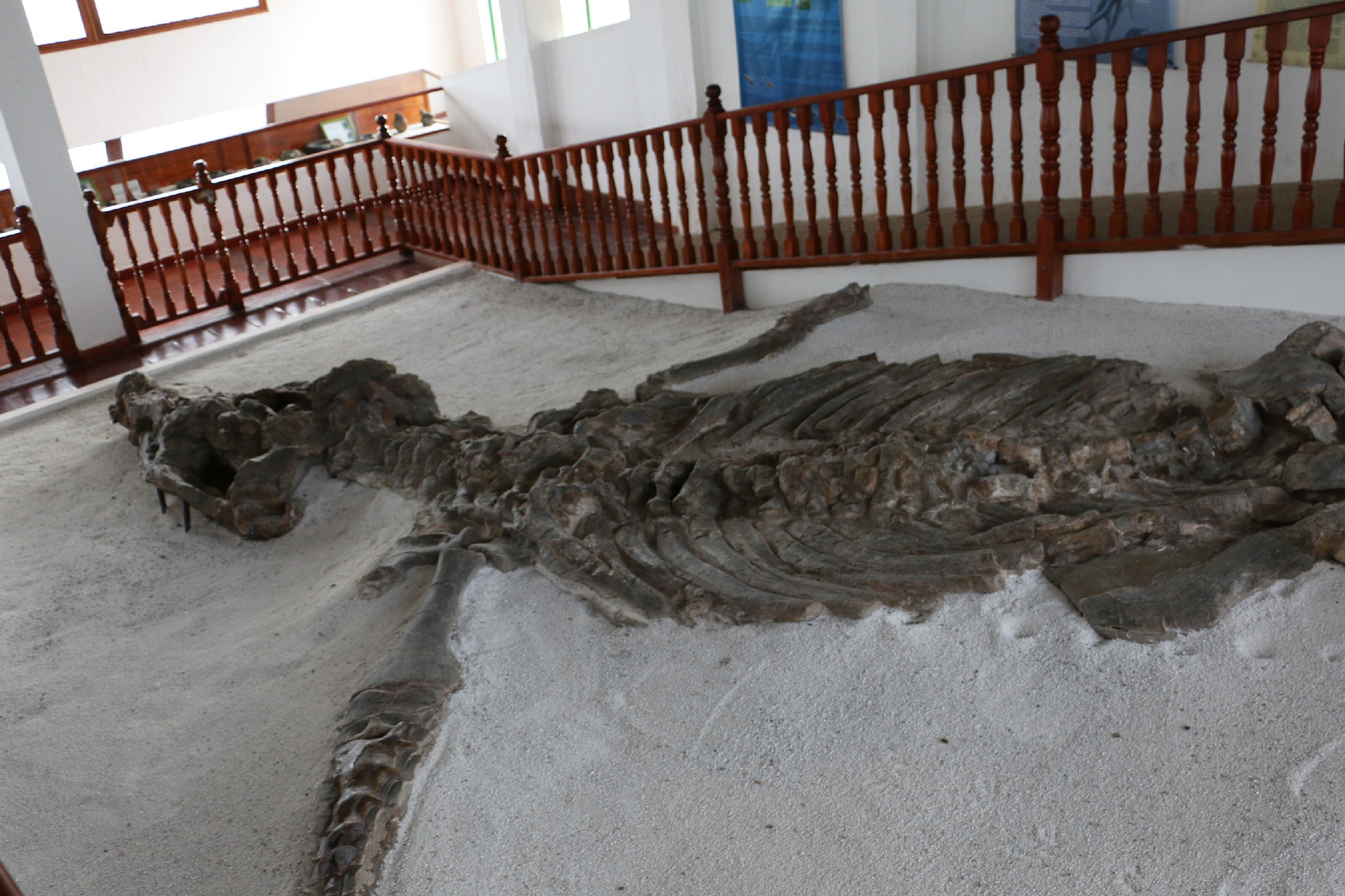 tour en villa de lyeva museo del fosil colombia